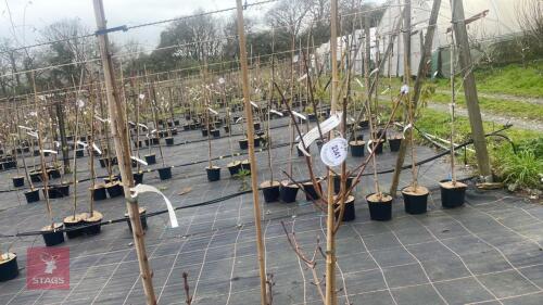 3 ACER PLATANOIDES 'CRIMSON SENTRY'