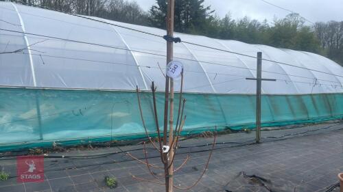 1 ACER RUBRUM 'BRANDY WINE'