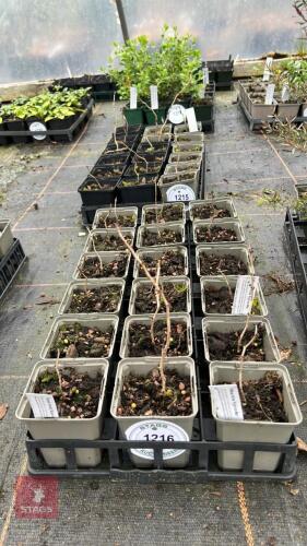 20 PRUNUS INCISA 'KOJO-NO-MAI'
