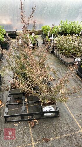 10 LEPTOSPERMUM'BURGUNDY QUEEN'