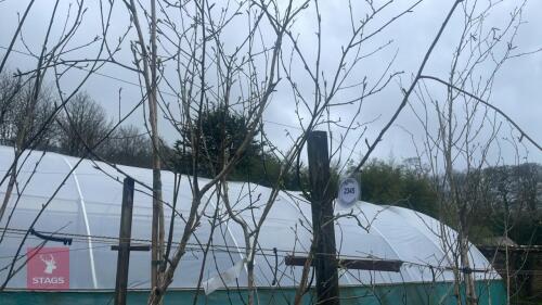 1 BETULA UTILIS 'JACQUEMONTII DOORENBOS'