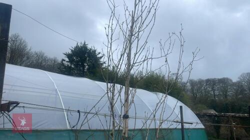 1 BETULA UTILIS 'JACQUEMONTII DOORENBOS'