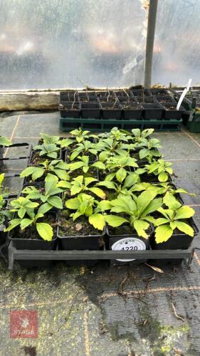 20 PACHYSANDRA TERMINALIS GREEN SHINE