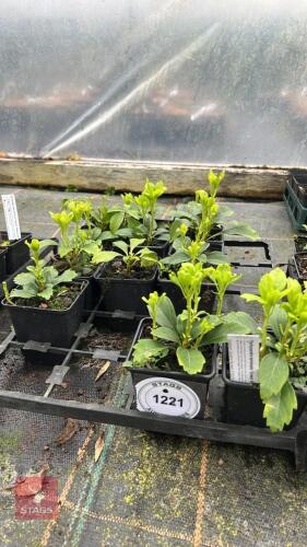 12 PACHYSANDRA TERMINALIS GREEN SHINE