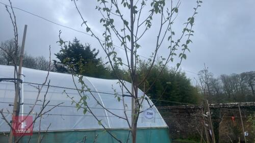 1 BETULA PENDULA