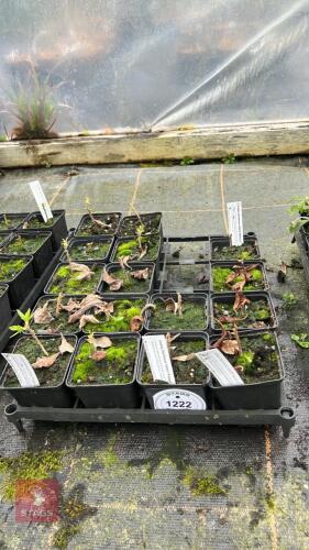 5 AZALEA DECIDUONS HYBRID ARPEGE