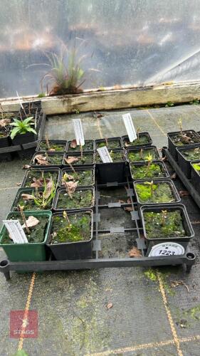10 AZALEA DECIDUONS HYBRID PERSIL