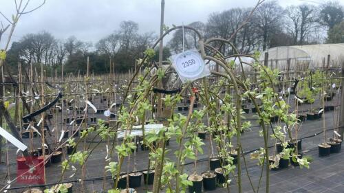 1 SALIX CAPREA 'KILMARNOCK'