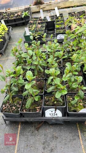 20 CEANOTHUS 'AUTUMNAL BLUE'