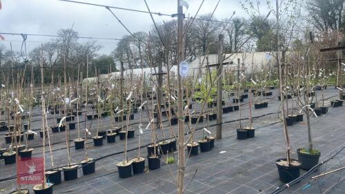 1 ACER PLATANOIDES 'DRUMONDII'