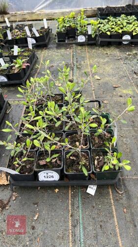 18 COROKIA 'RED WONDER'