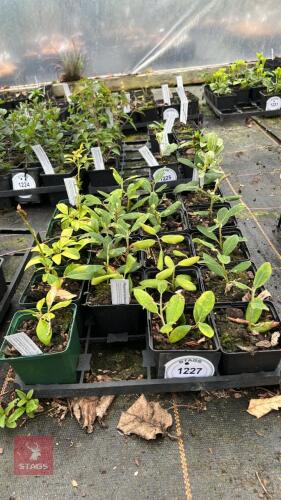 19 MIXED SHRUBS