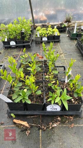 16 LIGUSTRUM LUCIDUM