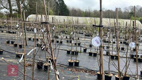 2 APPLE TREES 'JAMES GRIEVE'