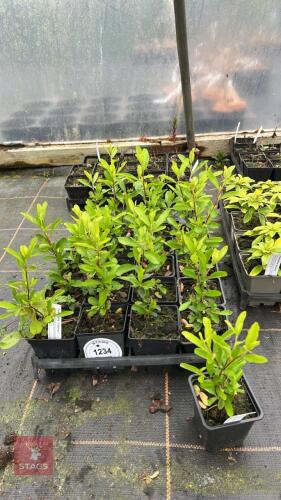 21 PYRACANTHA CADANGE