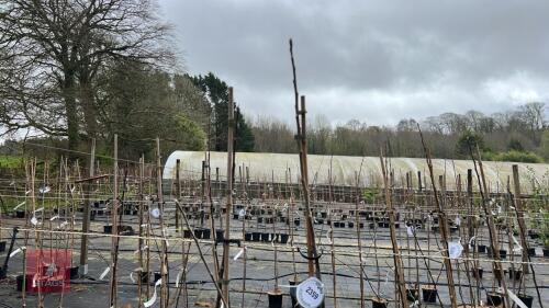 2 APPLE TREES 'BRAMLEY SEEDING'