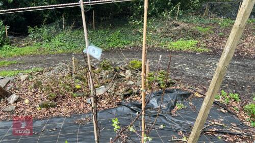 2 APPLE TREES 'JAMES GRIEVE'