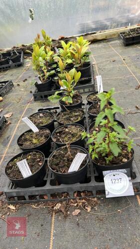 2 UNKNOWN SHRUBS