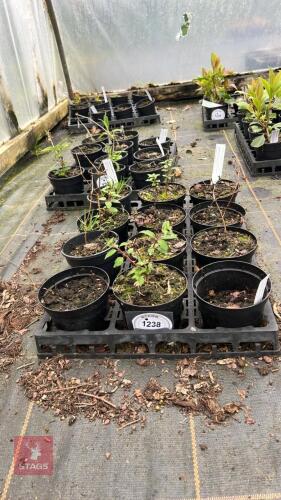 2 FUCHSIA MAGELLANICA 'RICCARTONII'