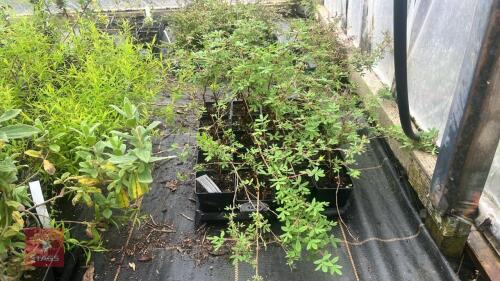 20 POTENTILLA FRUICOSA 'ABBOTSWOOD'