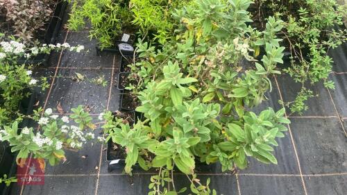 17 CISTUS X PULVERULENTUS 'SUNSET'