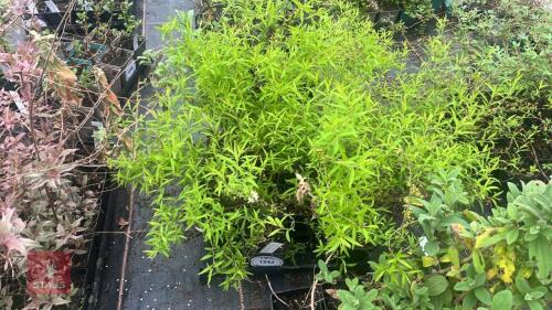15 SPIRAEA THUNBERGII