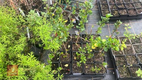 20 ESCALLONIA 'PEACH BLOSSOM'