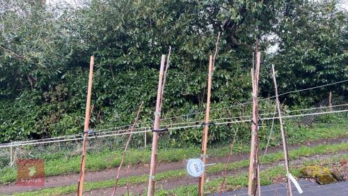 4 APPLE TREES 'WINTER GEM'