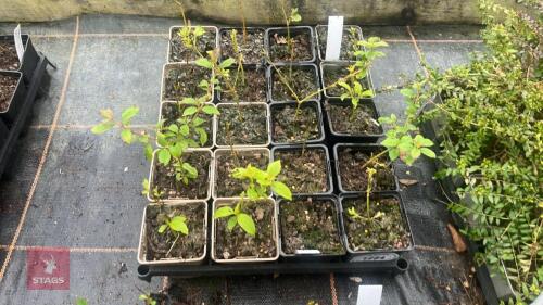 20 CORNUS SANDGUINEA 'MIDWINTER FIRE'