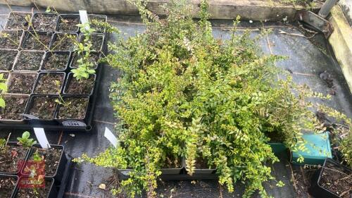18 LONICERA NITIDA 'BAGGESENS GOLD'