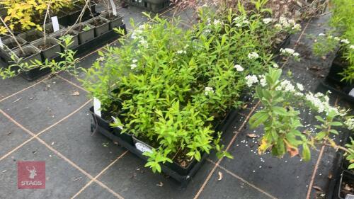20 SPIRAEA ARGUTA