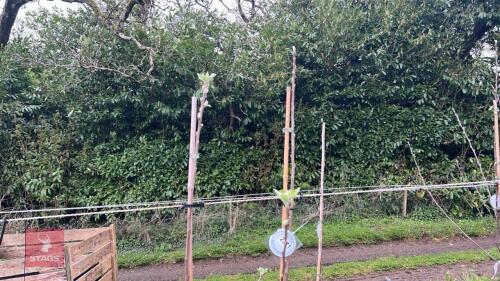 2 APPLE TREES 'SURPRIZE'