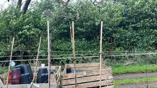 3 APPLE TREES 'SUNSET'