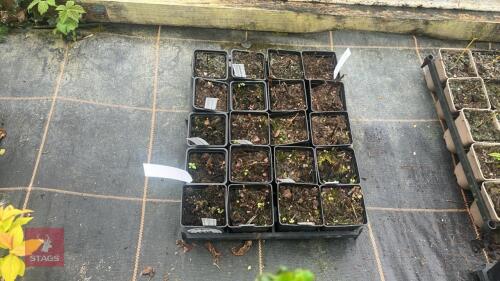 4 PHYSOCARPUS OPULIFOLIUS 'DIABLE D'OR'