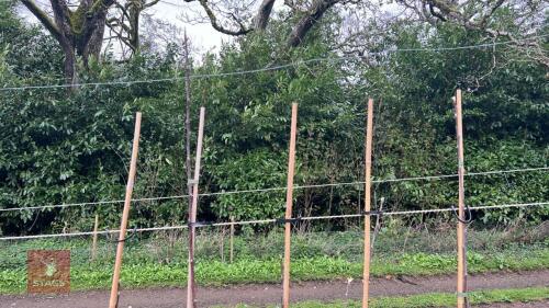 5 APPLE TREES 'SUNRISE'