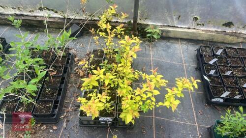 18 SPIRAEA JAPNICA 'GOLD FLAME'