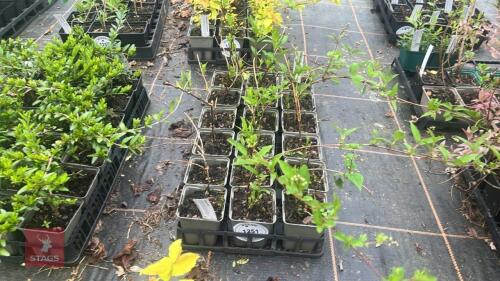 18 DEUTZIA PULCHRA SHRUBS
