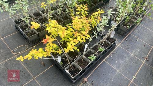 14 MIXED PLANTS