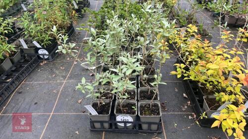 18 ELAEAGNUS ANGUSTIFOLIA 'QUICK SILVER'