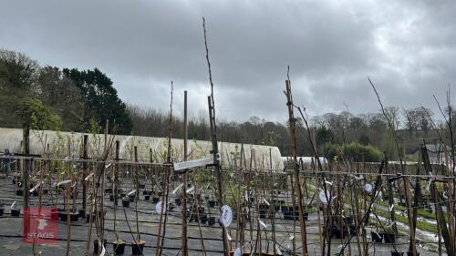 3 APPLE TREES