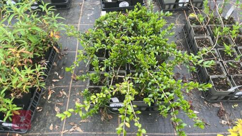 20 LONICERA PILEARA SHRUBS