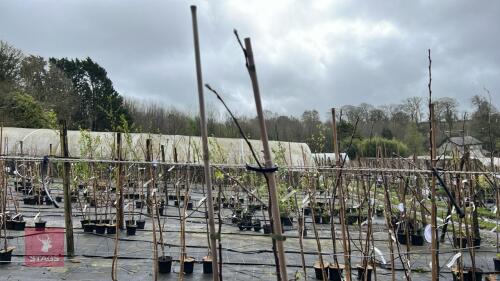 2 APPLE TREES 'RED FALSTAFF'