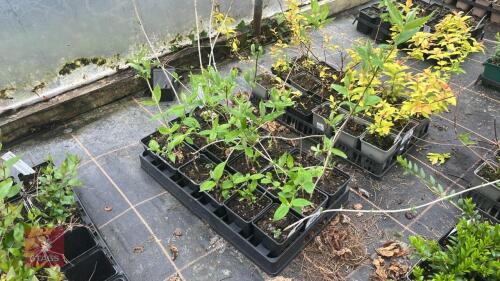 18 PHILADELPHUS VIRGINAL
