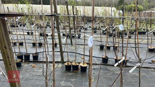 2 APPLE TREES 'RED DEVILS'