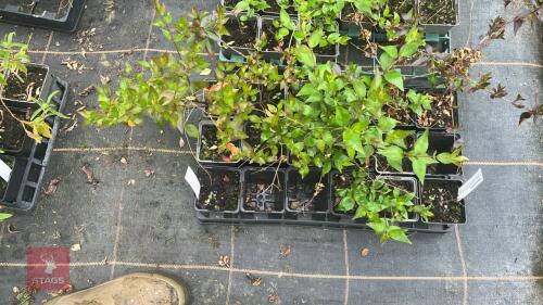 10 ABELIA GRANDIFLORA