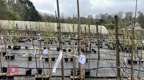 2 APPLE TREES 'PRINCESSE'