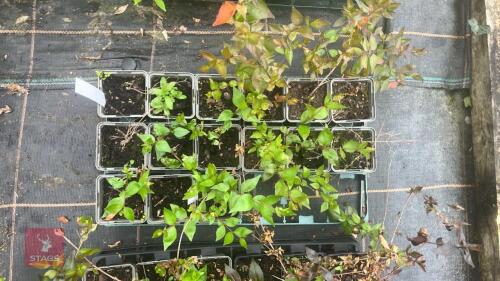 5 ABELIA GRANDIFLORA