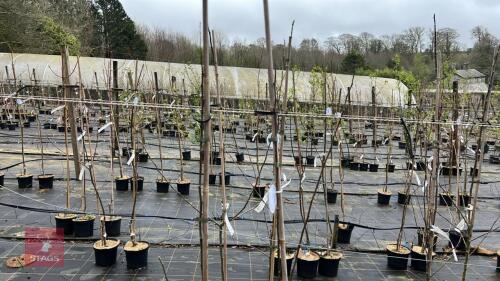 2 APPLE TREES 'ORLEANS REINETTE'