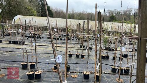 3 APPLE TREES 'LORD LAMBOURNE'