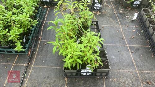 10 CISTUS X PURPUREUS